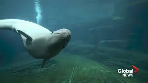 Jacques cousteau has said that vancouver has some of the best located in stanley park, this aquarium features the climate and habitats of animals, birds and vegetation from. Vancouver Aquarium Will No Longer House Whales And Dolphins Globalnews Ca