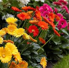 Bulk Pack Gerbera Plants Selection Of Ten Beautiful Hardy Gerberas With Giant Daisy Flowers Garden Plants Planta Gerbera Gerbera Flores Margaridas