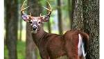  Virginia working to prevent deer disease spread