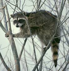 Raccoon Wikipedia