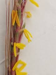 Image result for Trachypogon chevalieri