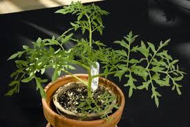 Maybe you would like to learn more about one of these? Semis D Interieur Legumes Et Annuelles Espace Pour La Vie