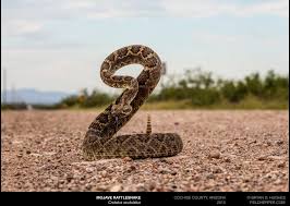 We did not find results for: Arizona Hikers Guide To Rattlesnake Safety Rattlesnake Solutions
