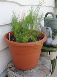Step by step instructions, light, soil, problems, harvesting, pests & more. Growing Asparagus In A Container Little Baby Homegrown Stalks Winci S Urban Food Garden Experiment