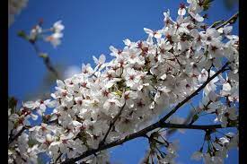 The cherry blossom trees in jackson park were planted in 2013 in recognition of the 120th anniversary of the world's columbian exposition of 1893, which took place throughout the park. Cherry Trees In Full Bloom For First Time In Jackson Park Chicago Tribune