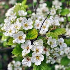 Washington hawthorn tree for sale. Hawthorn Washington Trees For Sale Crataegus Phaenopyrum Ready To Grow Trees