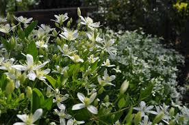 We did not find results for: Sweet Autumn Clematis