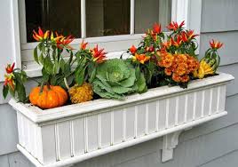 Pin By Phaedra Clarke On Porch Window Box Flowers Fall Window Boxes Fall Windows