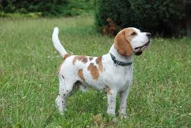 Image result for bígl