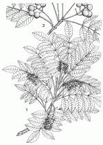 Image result for Ekebergia benguelensis