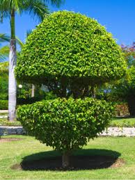 Image result for Ficus pygmaea