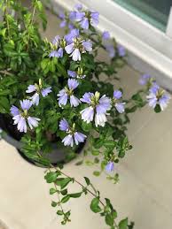 Image result for Sclerochiton