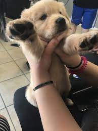 The golden retriever is a gorgeous, large, energetic breed. Golden Retriever Puppies For Sale Palm Beach Fl 300191