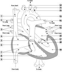Blank Heart Diagram Worksheet Human Anatomy Diagram Clip Art Library Heart Diagram Human Body Diagram Human Heart Anatomy
