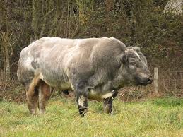 A perfect choice for all stir fry enthusiasts. Belgian Blue Bull By Joost Thissen Jungledragon