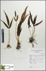 Image result for Lindsaea ensifolia