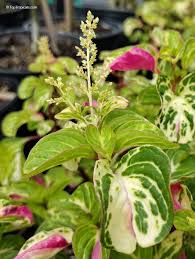 Image result for Iresine lindenii