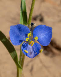Image result for Commelina petersii