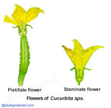 Image result for Cucurbitaceae