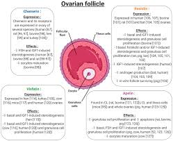 After her village was attacked by a band of thieves, rin has risen to protect her friends and the world with the rosen garten saga. Ijms Free Full Text Involvement Of Novel Adipokines Chemerin Visfatin Resistin And Apelin In Reproductive Functions In Normal And Pathological Conditions In Humans And Animal Models Html