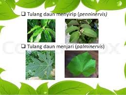 Maybe you would like to learn more about one of these? Ppt Morfologi Tumbuhan Bentuk Setiap Bagian Daun