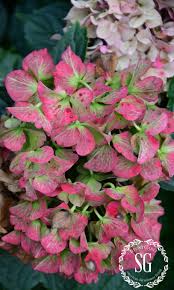Deadheading flowers are when you cut off the flowers which are dying or have already died from the plant. How To Keep Cut Hydrangeas From Wilting Stonegable