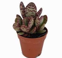 Παχύφυτο Kalanchoe Humilis σε γλάστρα 5,5 Cm, Παχυφυτα ...