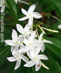 Image result for Alstonia venenata