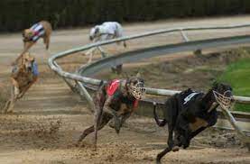 Operations are confined to the provinces of quebec and ontario, providing services in the main centres such as toronto, montreal, ottawa, kingston, barrie. Greyhound Racing And Best Canadian Greyhound Racing Online Betting Sites