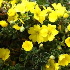 Image result for Anagallis pumila