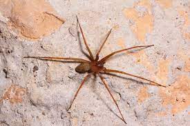 Use these pictures of brown recluse spiders to find out if you have one in your home. How Big Is A Brown Recluse Terminix