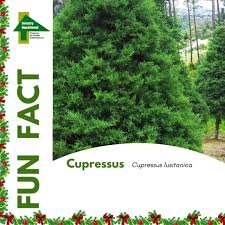 Image result for Cupressus lusitanica
