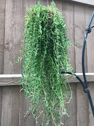 This dangly hanging succulent is also known as the banana vine. My String Of Bananas Is Getting Long I M Excited And Wanted To Share Succulents