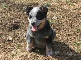 Australian cattle dog puppies usually cost between $500 and $700. Blue Heeler Puppies For Sale Near Me Cheap Online