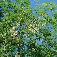 Image result for Moringa oleifera
