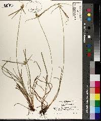 Image result for Kyllinga odorata