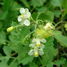 Image result for Cardiospermum corindum