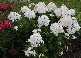 Check spelling or type a new query. Garden Phlox Tall Phlox Hillermann Nursery Florist