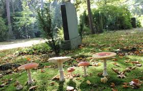 Das sind giftige exemplare, die genießbaren pilzen zum. Die Gefaehrlichsten Giftpilze
