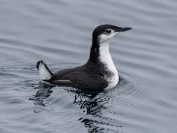 Image result for Hylebates cordatus