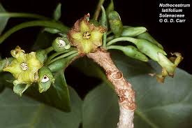 Image result for Solanaceae