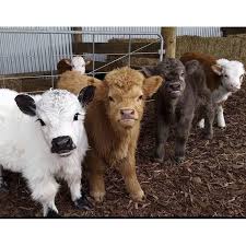 Funny Farm Animals Cattle In 2020 Susse Tiere Tiere Flauschige Tiere