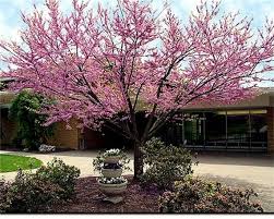 It is found across the american southwest, from california to utah and arizona. Cercis Occidentalis 25 Seeds Western Redbud Cold Hardy Shrub Etsy Ornamental Trees Shrubs Small Trees