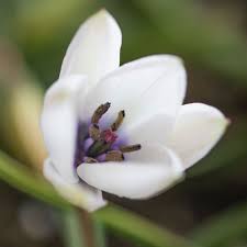 Image result for Tinnea coerulea