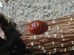 Cherry trees are often desirable to have around. Cherry Scale Pacific Northwest Pest Management Handbooks