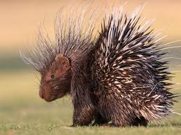 Can Porcupines Shoot Their Quills Porcupine Cute Animal Pictures Stock Photography Free
