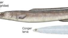 Conger eel | Deep-Sea, Nocturnal, Carnivorous | Britannica