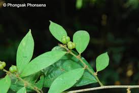 Image result for Cleistanthus