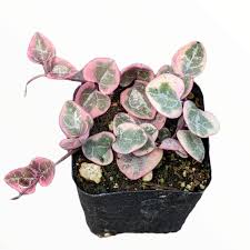 Image result for Ceropegia circinata