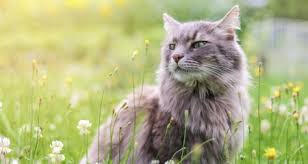 Learn more about cat and dog seasonal allergies so you can keep your pet healthy and happy. Seasonal Allergies In Cats Everything You Need To Know Petcoach